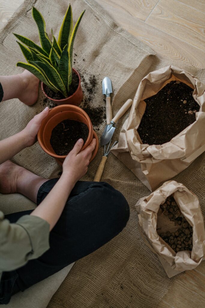 repot a root bound plant