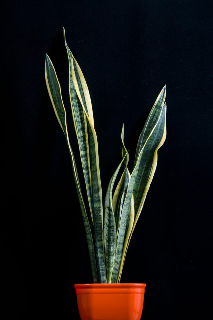 easiest houseplants for beginners