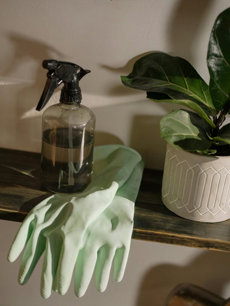 get rid of fungus gnats in houseplants