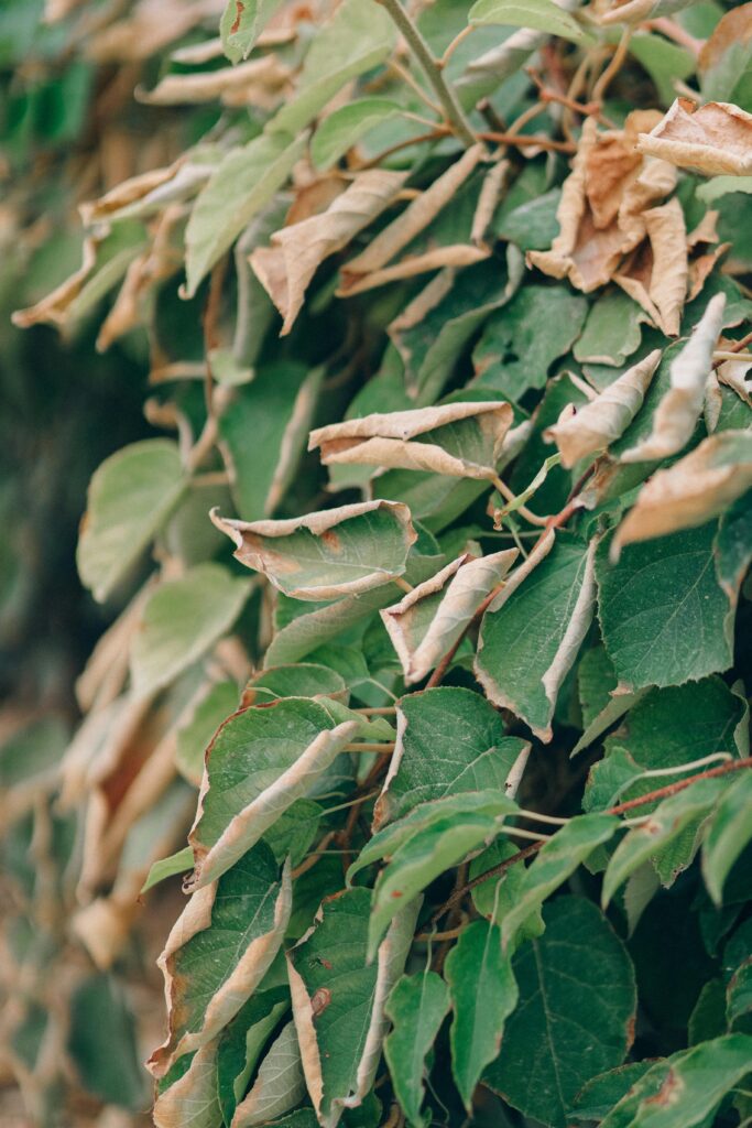 why are my plant's leaves turning yellow